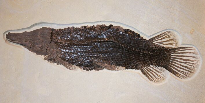 Museum Quality Gar (Lepisosteus) - Green River Formation #31423